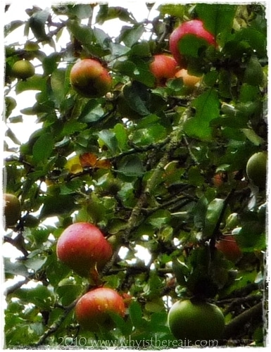 A bumper crop of apples in Tongham Wood's orchard