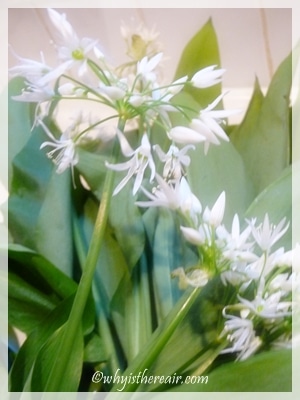 A Kitchen Full of Wild Garlic