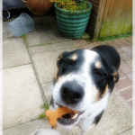 ...and decides these dog biscuits are good enough to eat!