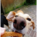 ...but has decided he likes Madame Thermomix's dog biscuits, too!