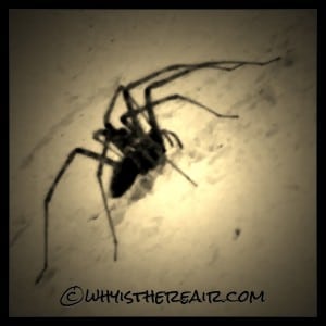 Yikes! This unwanted visitor will be sent outside in a jiffy!