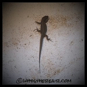 Now there’s a lizard lurking lazily on my wall!
