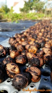 Some of this year's walnut crop drying on a rack outside our home in France