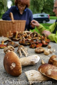 Friends and I foraged for mushrooms in the French woodlands and brought home this fabulous haul of super foods