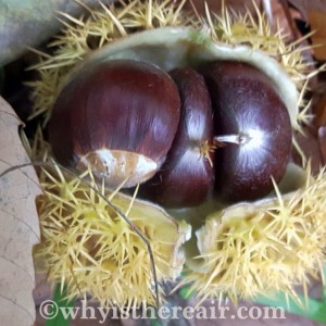 These gorgeous spheres of earthy goodness are very satisying to forage in the autumn woods